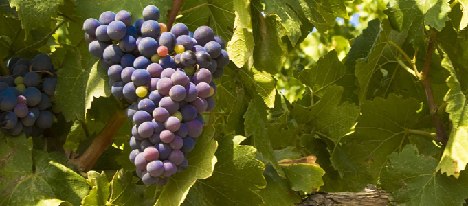 Picture of grapes